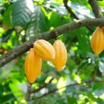 Cocoa Family