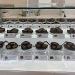 See's Candies