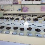 See's Candies