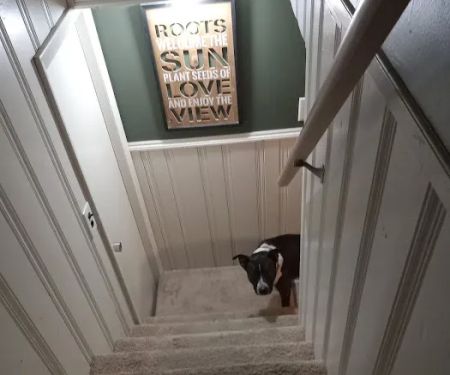 Popcorn's Dream Candy Shoppe